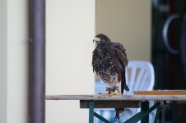 Foto Varie volo libero sul Grappa