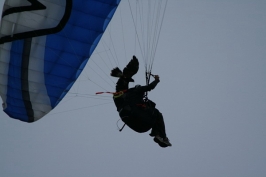 Foto volo libero 2 Sul Grappa