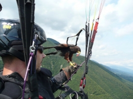 Foto volo libero 2 Sul Grappa