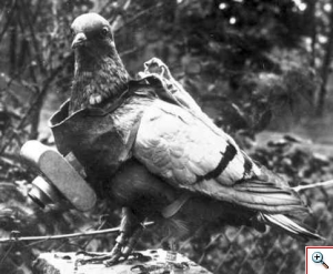 WWI pigeon with camera