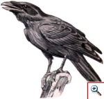 corvo imperiale 2