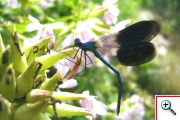 f calopteryx splendens 01